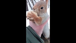 Опять ловлю Толстую. А Толстая понимает всё, что я говорю / I 'm catching Tolstaya one again
