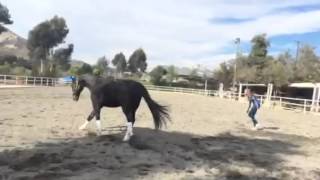 Louis -- horse with Wobblers running after treatment with the Assisi Loop