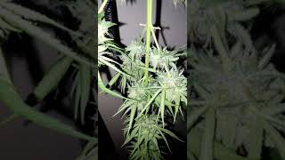 Lemon Skunk Harvest Beautiful Trichomes Extra Frosty