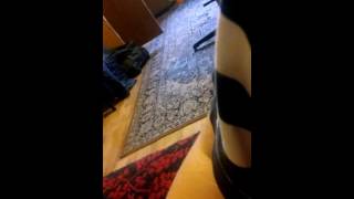 Mangle fox gra na organach