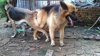 German Shepherd mating