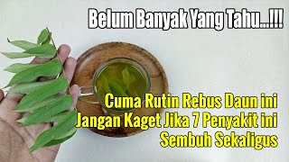 CUMA RUTIN MEREBUS DAUN INI, JANGAN KAGET JIKA 7 GANGGUAN INI SEMBUH SEKALIGUS