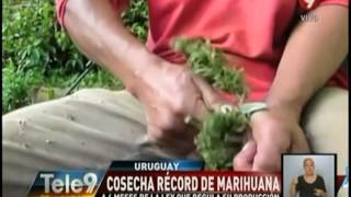 Cosecha récord de marihuana tras regulación de producción de Uruguay