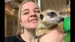 Как сурикаты смотрят кино? Meerkats watching a movie