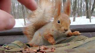 Удалось немного покормить Рыжую / I managed to feed the Redhead a little