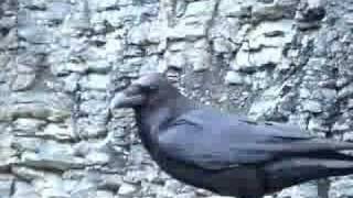 furious raven