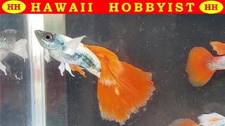MY FAVORITE HUGE PREGNANT White Santa Claus Guppies