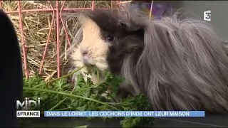 Dans le Loiret, les cochons d'inde ont leur maison