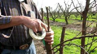 Straight and Side Graft, Grafting trees in the Bella Viva Orchards