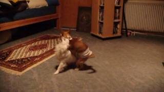 Sessi und Bootsy beim Spielen