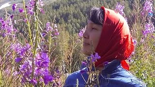 Альпийский кипрей. Новое о Кипрей Чай.