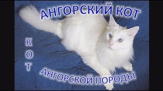 Ангорский кот (ангорка): коты ангорской породы