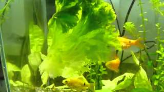 Барбус огненный Barbus conchonius