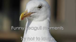 Most Funny moments ever captured - Try not to laugh