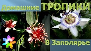 ? Домашние тропики в Заполярье. Тропические растения в доме