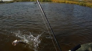 Megabass i-Slide 135B долавливает щуку после спиннербейта.Pike Fishing.