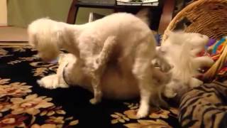 Doggies do it Human Style