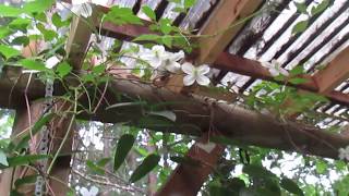Vanilla scented Clematis