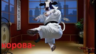 Корова каратистка. прикол. korova karate