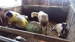 Budidaya domba garut koleksi Padepokan amarta sumedang