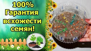 100% ДРУЖНЫЕ ВСХОДЫ ОГУРЦОВ – ПРОСТОЙ СПОСОБ! ПОСЕВ ПРОРОЩЕННЫХ СЕМЯН ОГУРЦА НА РАССАДУ.