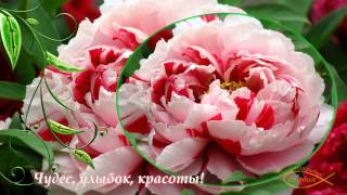 ПОЗДРАВЛЕНИЕ С ДНЁМ РОЖДЕНИЯ ИЗ ПИОНОВ!