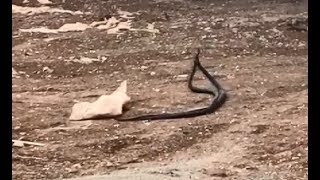 Sarmaş dolaş yılanlar görenleri şaşırttı