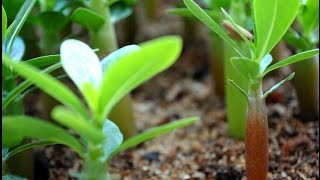 Китайские семена. Что выросло из китайских семян.