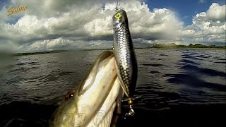 Один из лучших попперов для щуки, окуня, жереха. Best popper for pike, miskie, bass, perch, asp.