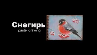 Снегирь | Pastel drawing