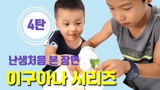 이구아나 만지기 /목욕시키기 /산책하기/iguana/브라질육아