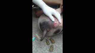 Castration of Pig