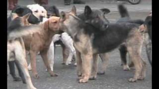 PERROS ESTADISTICA
