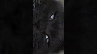 Кот спит с открытыми глазами