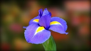 ✿Распускающиеся цветы. Футажи с масками