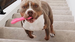 Dog invents hilarious new way to do stairs
