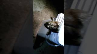 BIG ASS FROG (bad language, sorry mom)