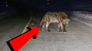 ŞAŞIRTICI AMA Daha Önce Duymadığınız 10 KURT Irkı