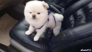 [콘캔] 태국시골 읍내 아침시장!! 정겹네요~~