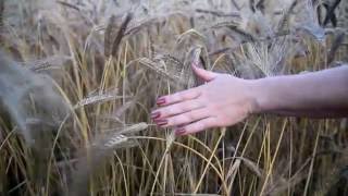 ЗАМЕДЛЕННАЯ РУКА  гладит колосья Футаж