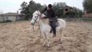 Spartacus de l'Or - Cheval Camargue A VENDRE