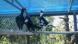 MY ENGLISH CARRIERS  PIGEONS
