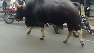 Bhallaldev ka Akhala mil gaya
