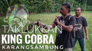 King Cobra Liar hutan KARANGSAMBUNG feat. Mbah Bandot