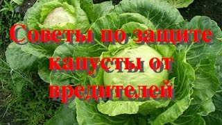 Самый легкий способ защиты капусты от вредителей: бабочка капустница