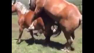 Ultimate Horse Mating 4 2014 At Çiftleşmesi 4 2014