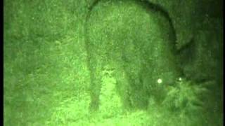 Generation 3 Night Vision Hogs