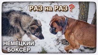 Тайсон разбудил и пошли гулять. Встречи с собаками