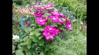 Прекрасный Клематис!!! Полисадник у Арины в Суражевке, 21 июля 2012г
