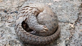 Панголины (лат. Pholidota)